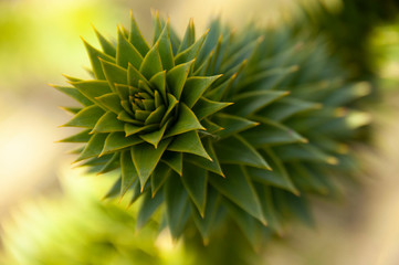 Naklejka na ściany i meble close up of a pine needles