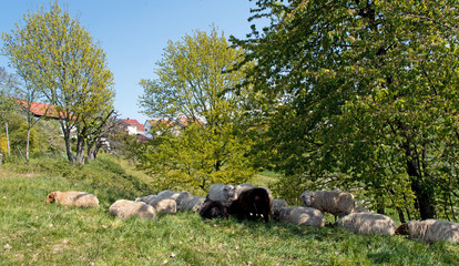 View of springtime landscape in Odenwald with sheep flock, hills, meadows, blooming apple trees, sky, clouds and a curved trail near Rippenweier, Weinheim, Baden-Württemberg in Germany, Europe.