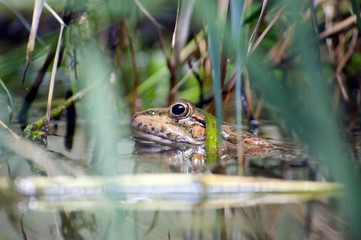 Grenouille