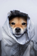 Portrait  shiba inu - jean