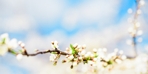 Long banner. Cherry Blossom, Blue Sky The concept of spring and freedom, a cloudless future, a clear sky