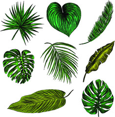 set of green palm leaves