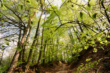 Panorama of a beautiful and peaceful outdoor morning scene with sunshine forest trees in a wild wood nature. Green forest in spring with bright sun shining through , near Weinheim in Germany, Europe