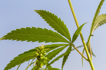 Detail of cannabis cola with visible hairs and leaves on flowering . Blooming Marijuana plant with early white Flowers, cannabis sativa leaves, marihuana