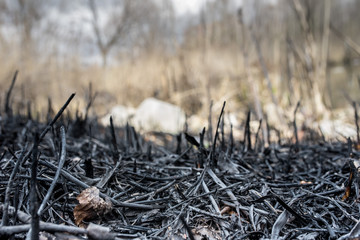 Burned forest, burned grass, careless handling of fire, forest arson