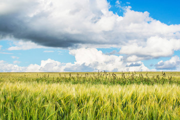 Green wheat field and blue sky with clouds, winter wheat. Landscape of Russia, Zaraysk city. Beauty world