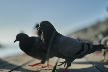 pigeon