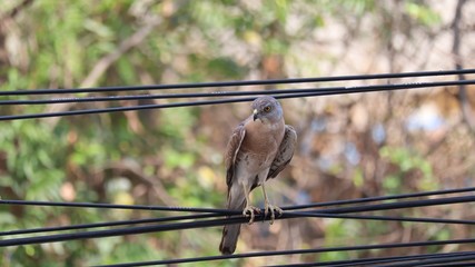 Baby Hawk bird on a wire