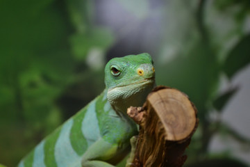 Lizard close up macro animal portrait photo. Lizard sitting on a log