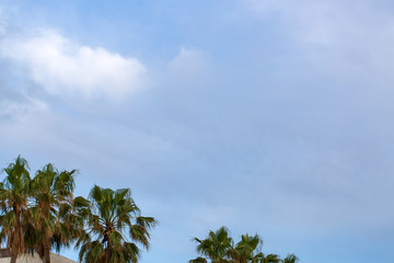 Fototapeta na wymiar Beautiful palm trees on blue sky background in sunny Israel. 