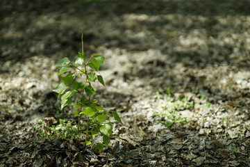 green plant growing in the soil