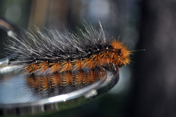 Fleecy caterpillar of a butterfly and its reflection in the mirror