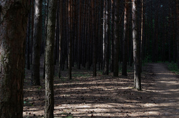 Dense dark pine forest. Wooded vergreen forest trees, earth with cones. Russia, Moscow
