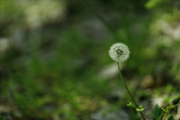 lonely dandelion in green leaves and grass