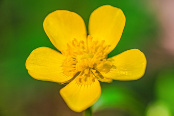 Close-up image of a Meadow Buttercup(Ranunculus acris). Yellow flower in macro.