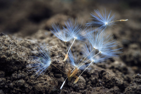 Dandelion seeds lie on the ground, macro photo