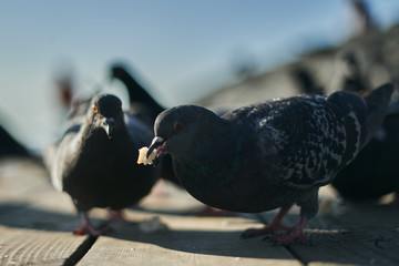 eating pigeon
