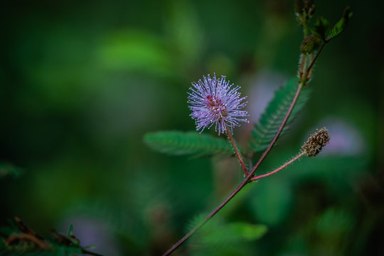 thottavadi plant.the leaves of this plant shrink when we touch it,so this plant is called people of kerala thottavadi