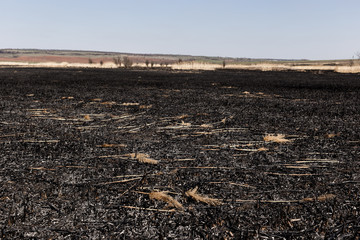 Scorched reed field. Consequences of careless handling of fire.