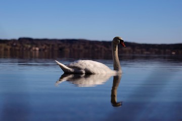 swan on lake