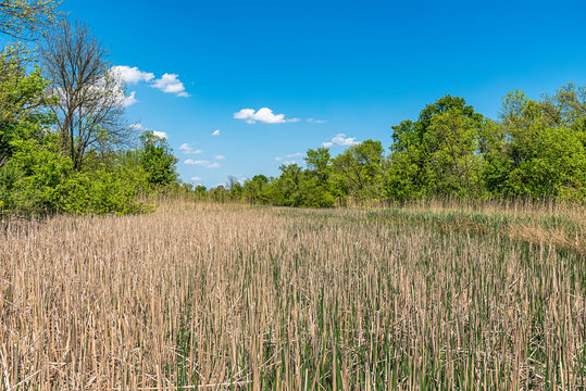 Typical landscape at swamp area of Imperial Pond (Carska bara), large natural habitat for birds and other animals from Serbia. High reed above water