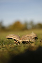 mushrooms on a field