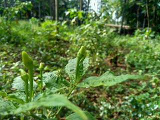 Close up green grass with natural background