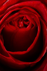 Close up of Red Rose
