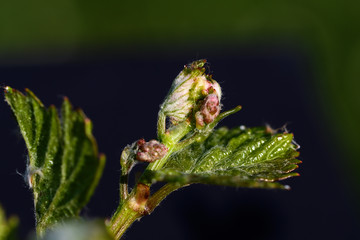 Bourgeons de vigne en gros plan, Beaujolais.