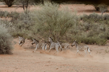 Fototapeta na wymiar Zebraherde, Safari