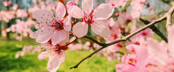 Naklejka na ściany i meble Apple tree flowers bloom, floral blossom in spring