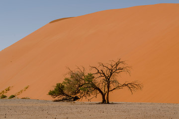 Naklejka na ściany i meble Sanddüne, Namibia 