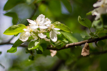 apple tree blossom