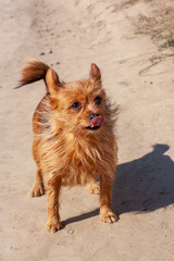 Funny Yorkshire Terrier licks its nose with tongue. The dog is standing on the street. Long brown dog hair and pink tongue. Sunny. Vertical.