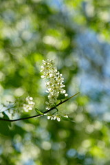 Apple tree blossoms close up