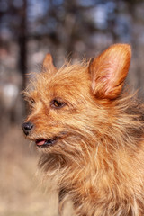 Portrait of the Yorkshire Terrier with large ears and long red hair. Looking away. Blurred background. Vertical.