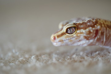 lizard