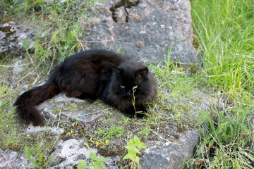 Black cat lying in spring grass