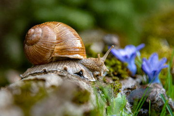 A large grape snail on a stump and blue flowers.