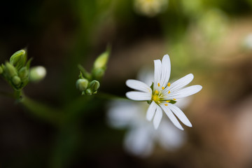 białe kwiatki © kolorowekadry