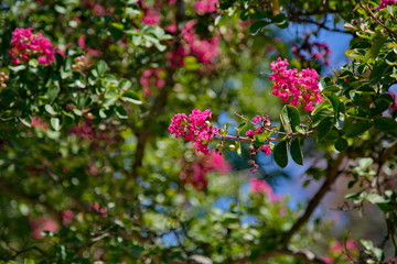 Bright pink crape myrtle in bloom