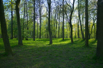 Grassy meadow in the park