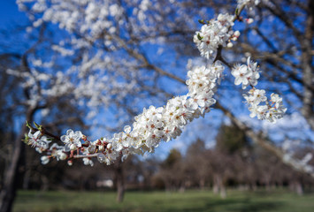 A blooming branch of apple tree in spring