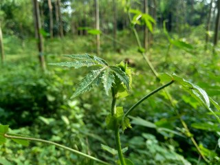 Close up green grass with natural background