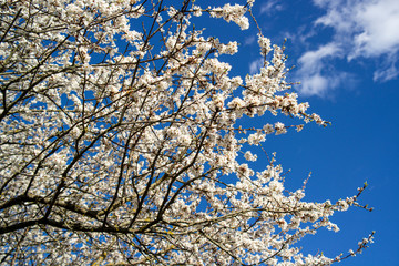 Beautiful blooming of decorative white apple and fruit trees over the bright blue sky in colorful vivid spring park full.