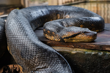 close up of an anaconda snake II - obrazy, fototapety, plakaty