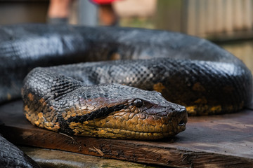 close up of an anaconda snake - obrazy, fototapety, plakaty