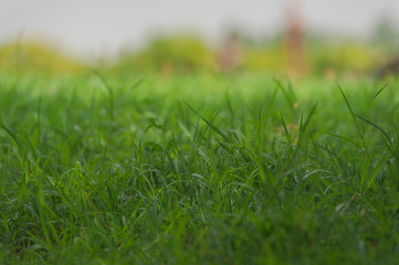 Walk in the summer in a tropical park.