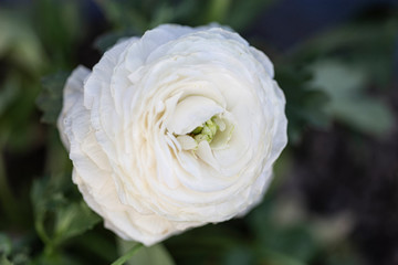 Close up view of a beautiful white rose. Macro image of white rose