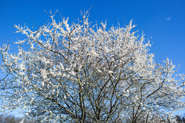Beautiful blooming of decorative white apple and fruit trees over the bright blue sky in colorful vivid spring park full of green grass by dawn early light with first sun rays, fairy heart of nature
